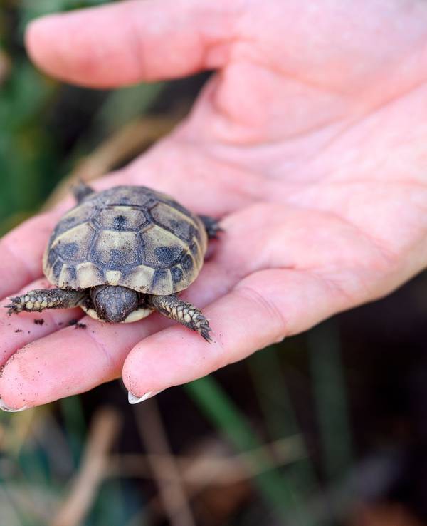 Sandra Malguth, Leiterin der Landschildkröten Auffangstation e.V., hält eine kleine Griechische Landschildkröte auf ihrer Hand.