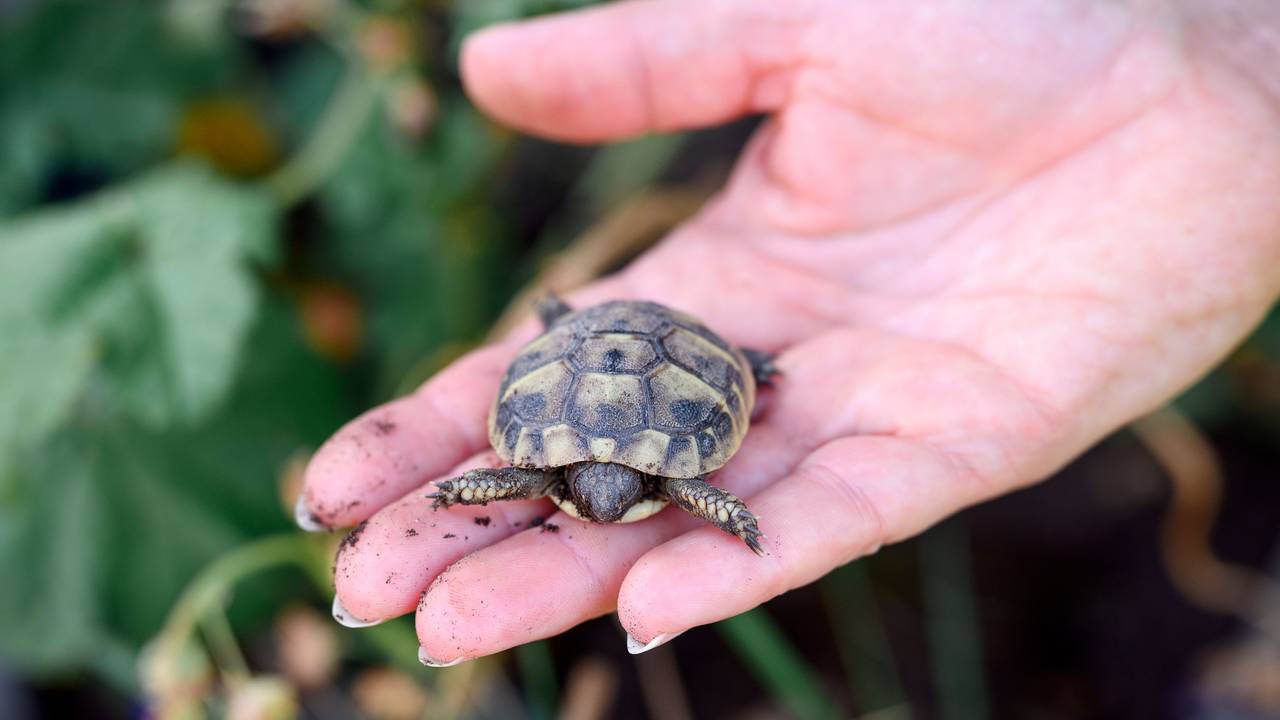 Sandra Malguth, Leiterin der Landschildkröten Auffangstation e.V., hält eine kleine Griechische Landschildkröte auf ihrer Hand.
