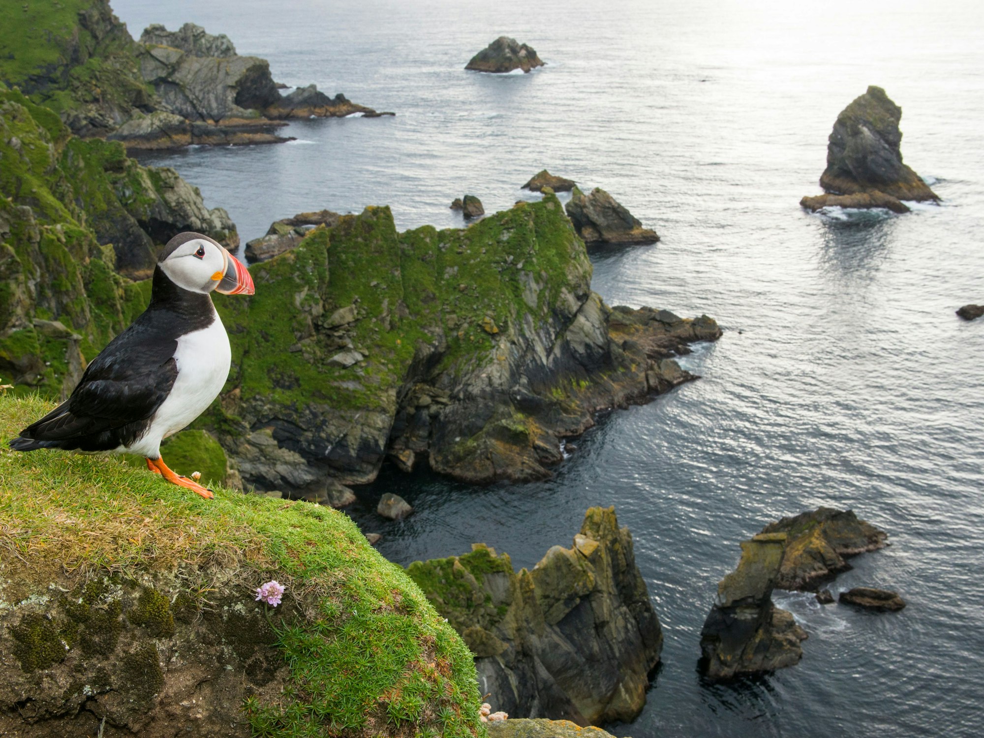 Papageitaucher auf der Shetlandinsel Unst in Schottland
