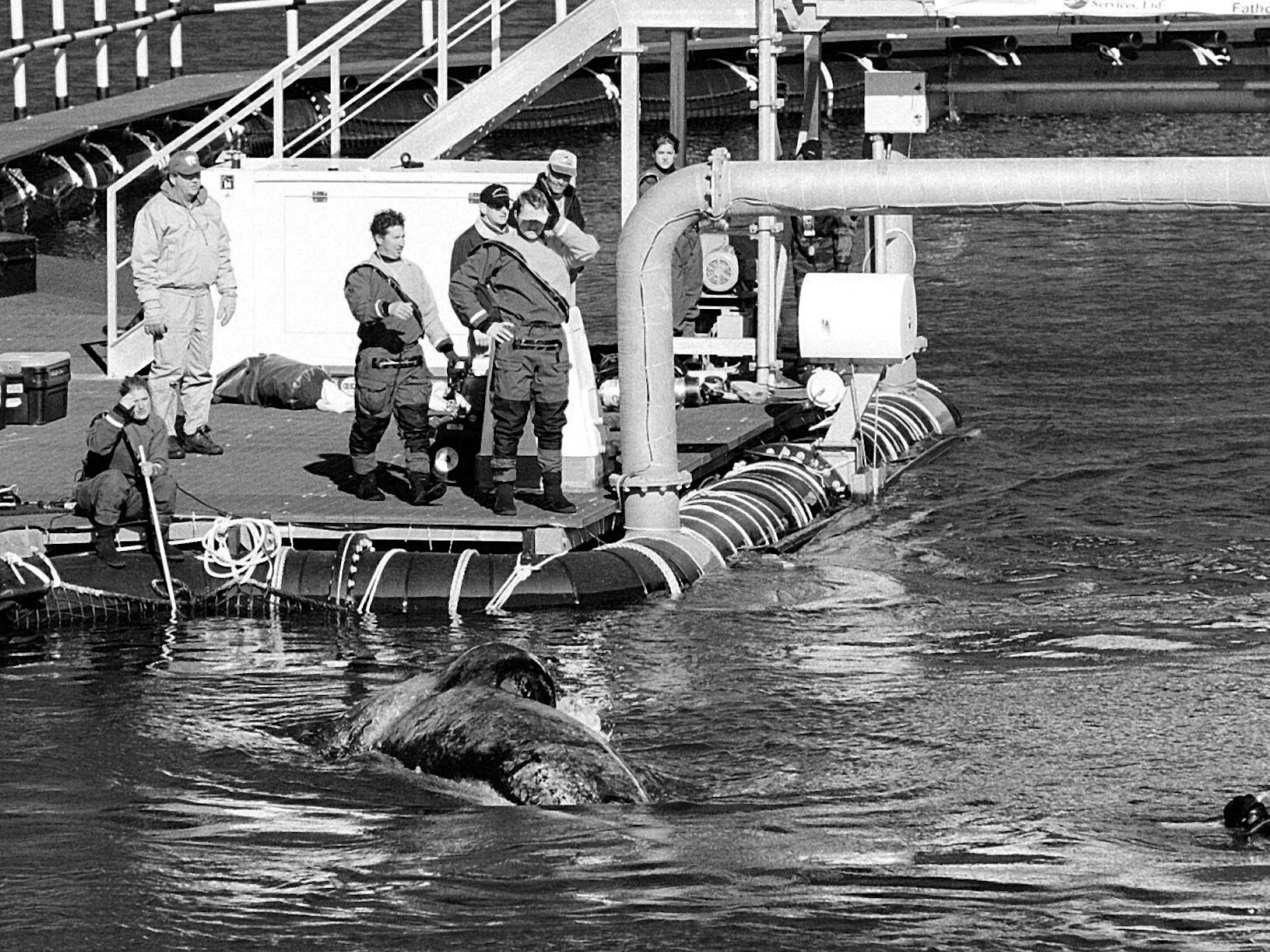 Schwertwal Keiko, bekannt aus den "Free Willy"-Filmen, in seinem Freigehege in der Klettsvik-Bucht in Island im September 1998.