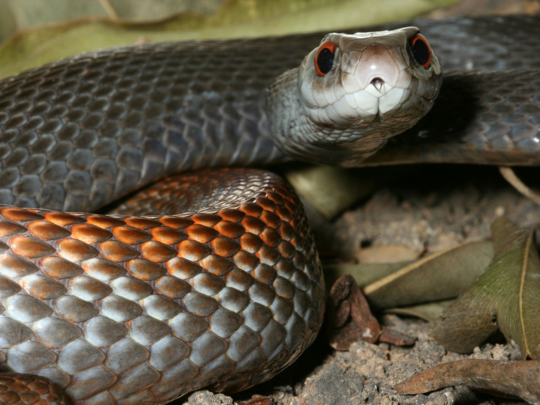 Ein Giftschlange liegt auf dem Boden.