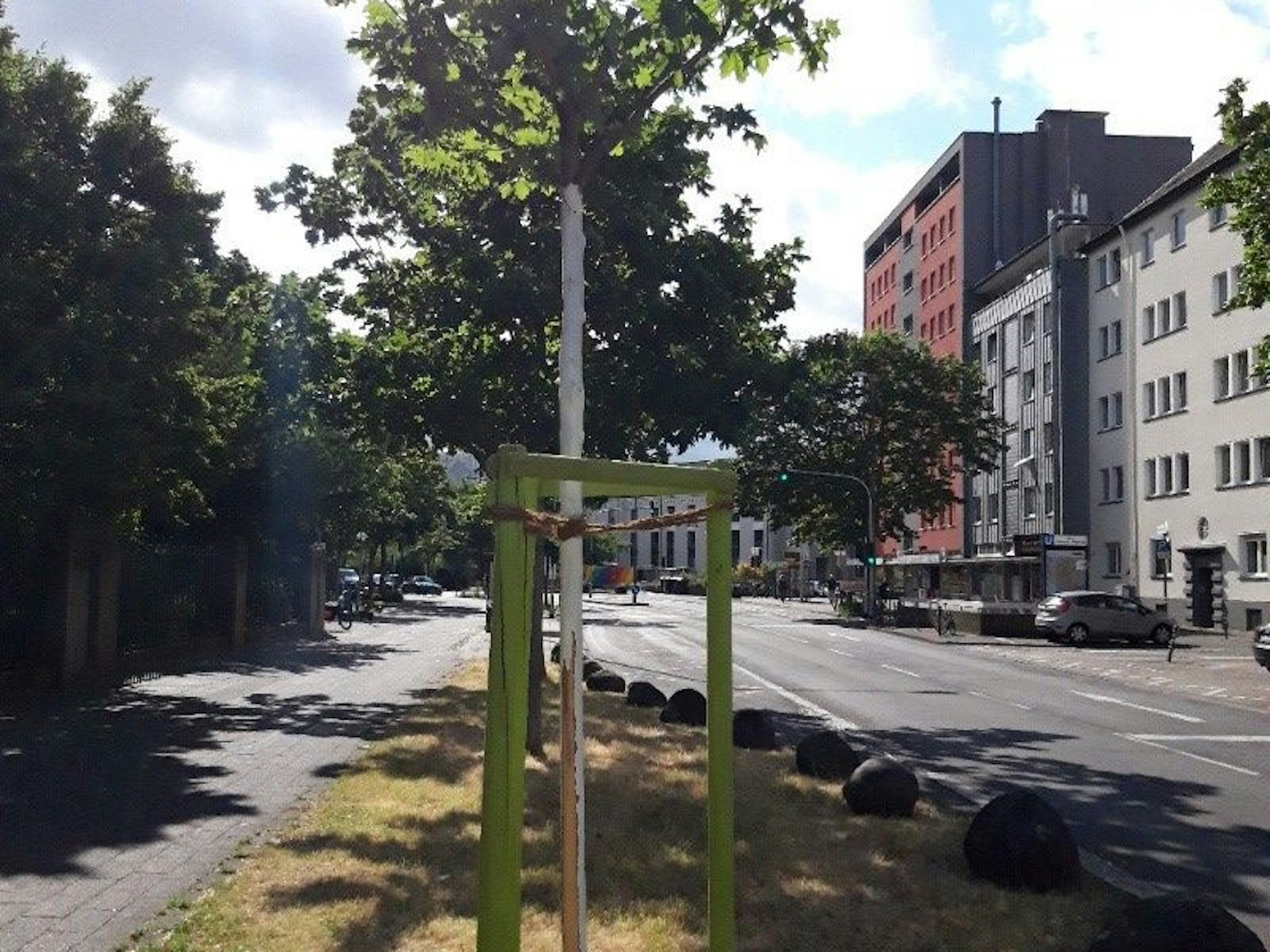 Ein Baum, an dem die Rinde abeschält wurde, steht neben der Straße.