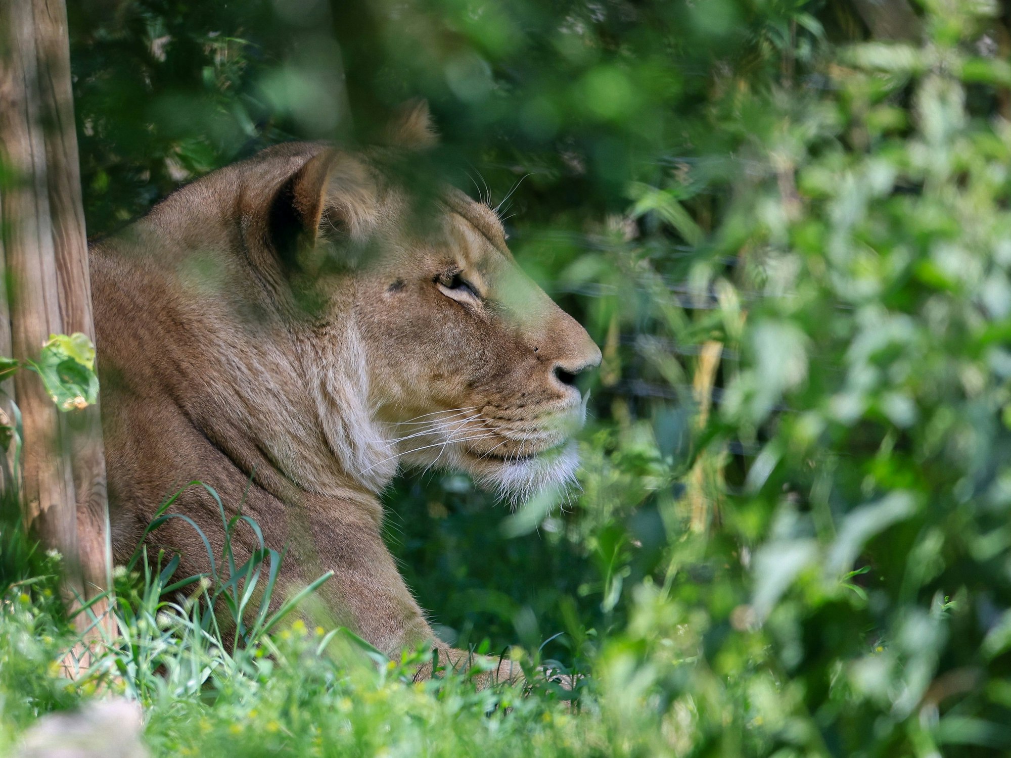 Eine Löwin im Leipziger Zoo.