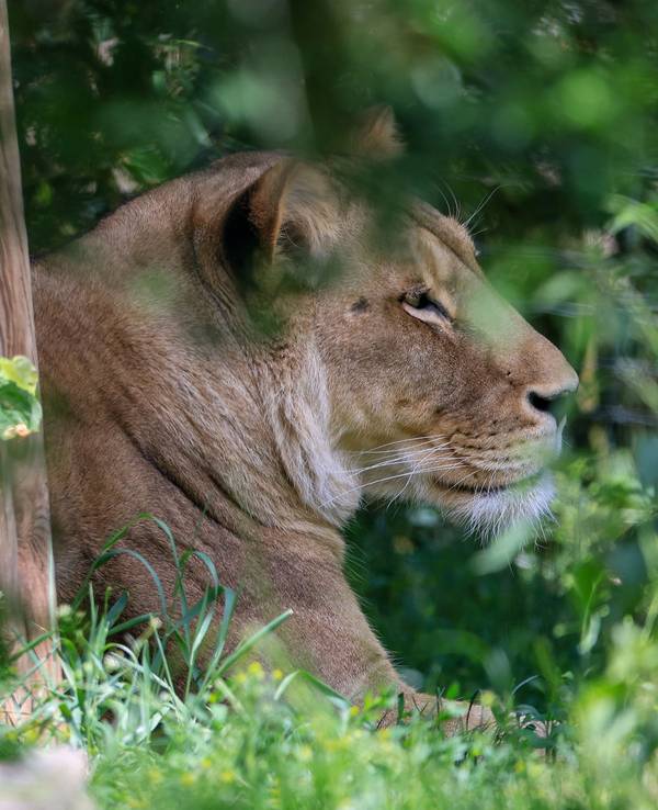 Eine Löwin liegt in der Löwensavanne Makasi Simba im Leipziger Zoo.