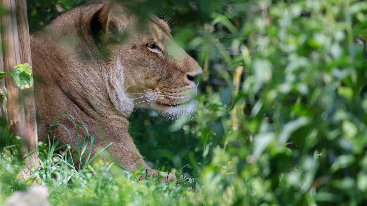 Eine Löwin liegt in der Löwensavanne Makasi Simba im Leipziger Zoo.