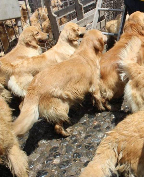 Etliche Golden Retriever in Mexiko.