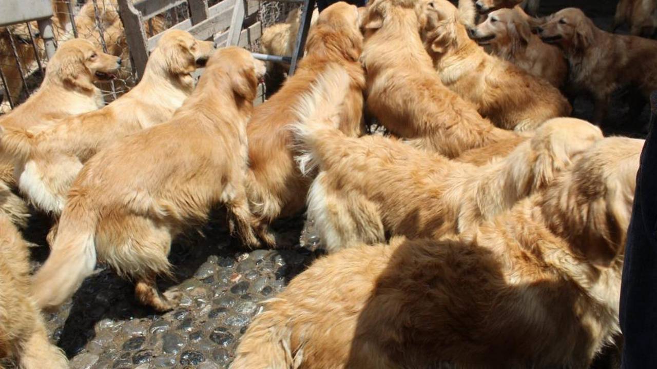 Etliche Golden Retriever in Mexiko.