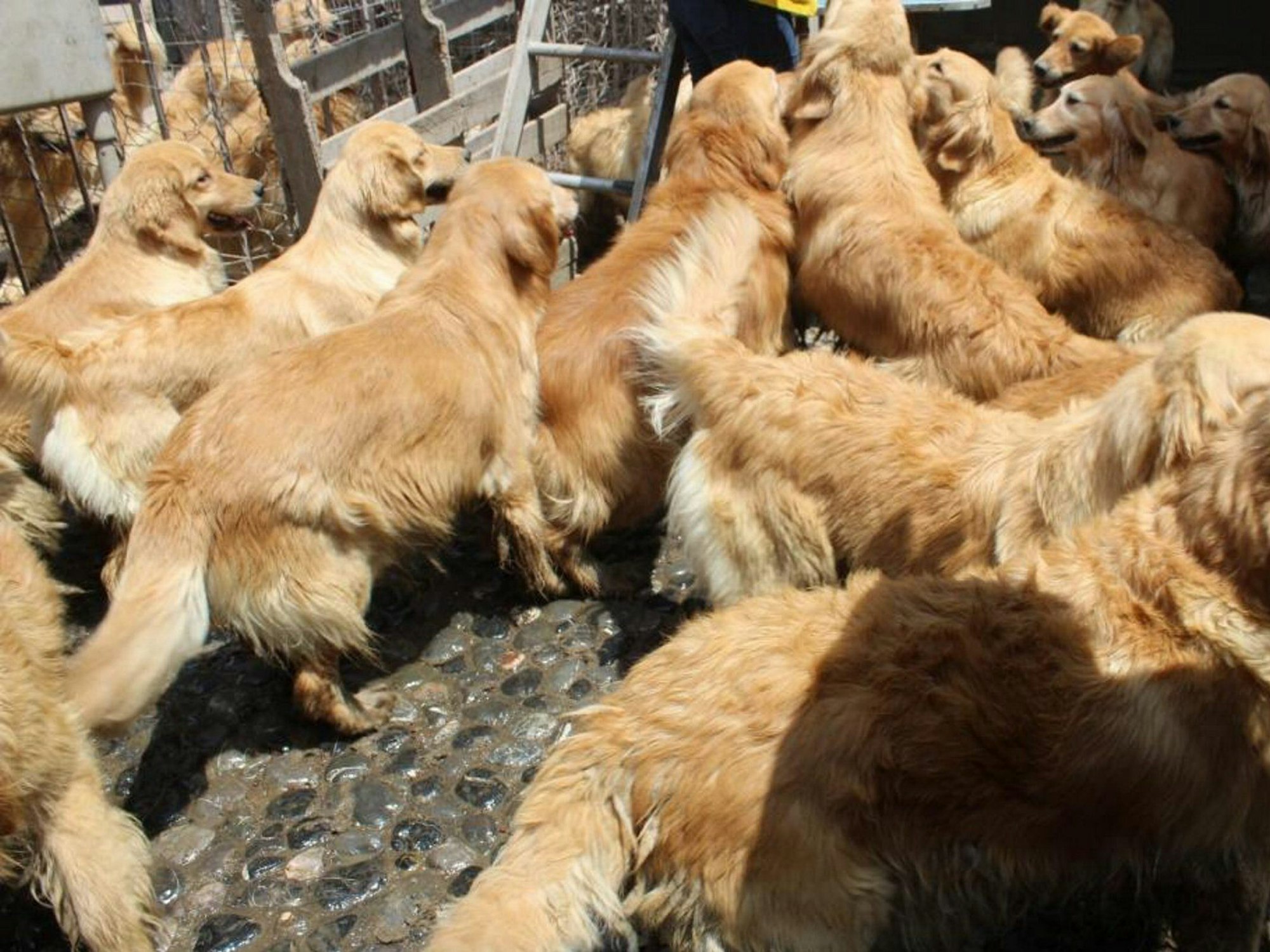 Etliche Golden Retriever in Mexiko.