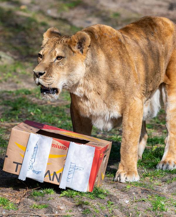 Eine Löwin steht vor einem Karton mit Fleischknochen in einem Zoo.