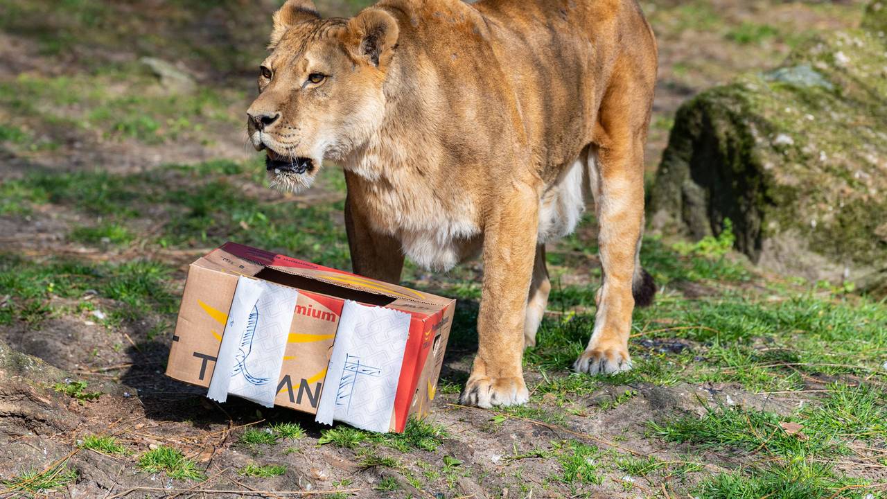 Eine Löwin steht vor einem Karton mit Fleischknochen in einem Zoo.