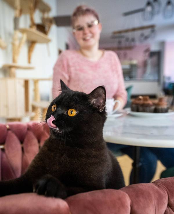 Eine Katze blickt über eine Stuhllehne in einem Katzencafé