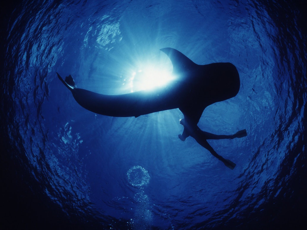 Ein Walhai mit einem Schnorchler im Indopazifik.