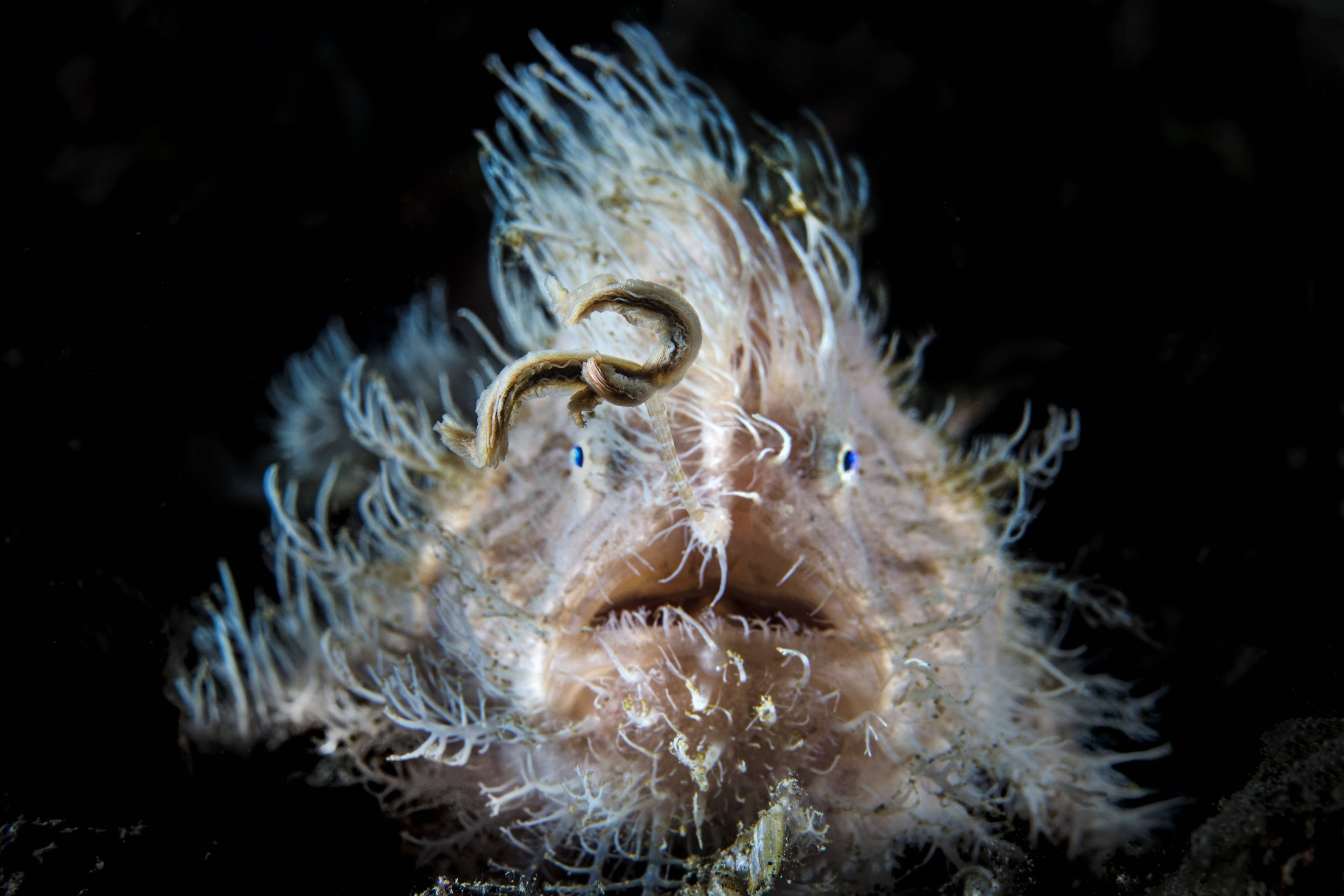 Was Ist Der Gefährlichste Fisch Der Welt www.express.de
