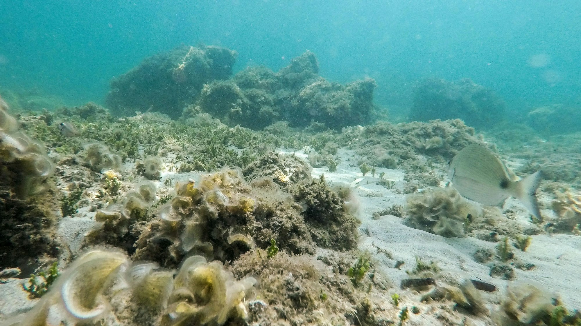 Die Unterwasserlandschaft nahe dem Strand von Bendinat auf Mallorca. Das Mittelmeer erwärmt sich einer Studie zufolge immer schneller und wird dabei auch immer salziger.