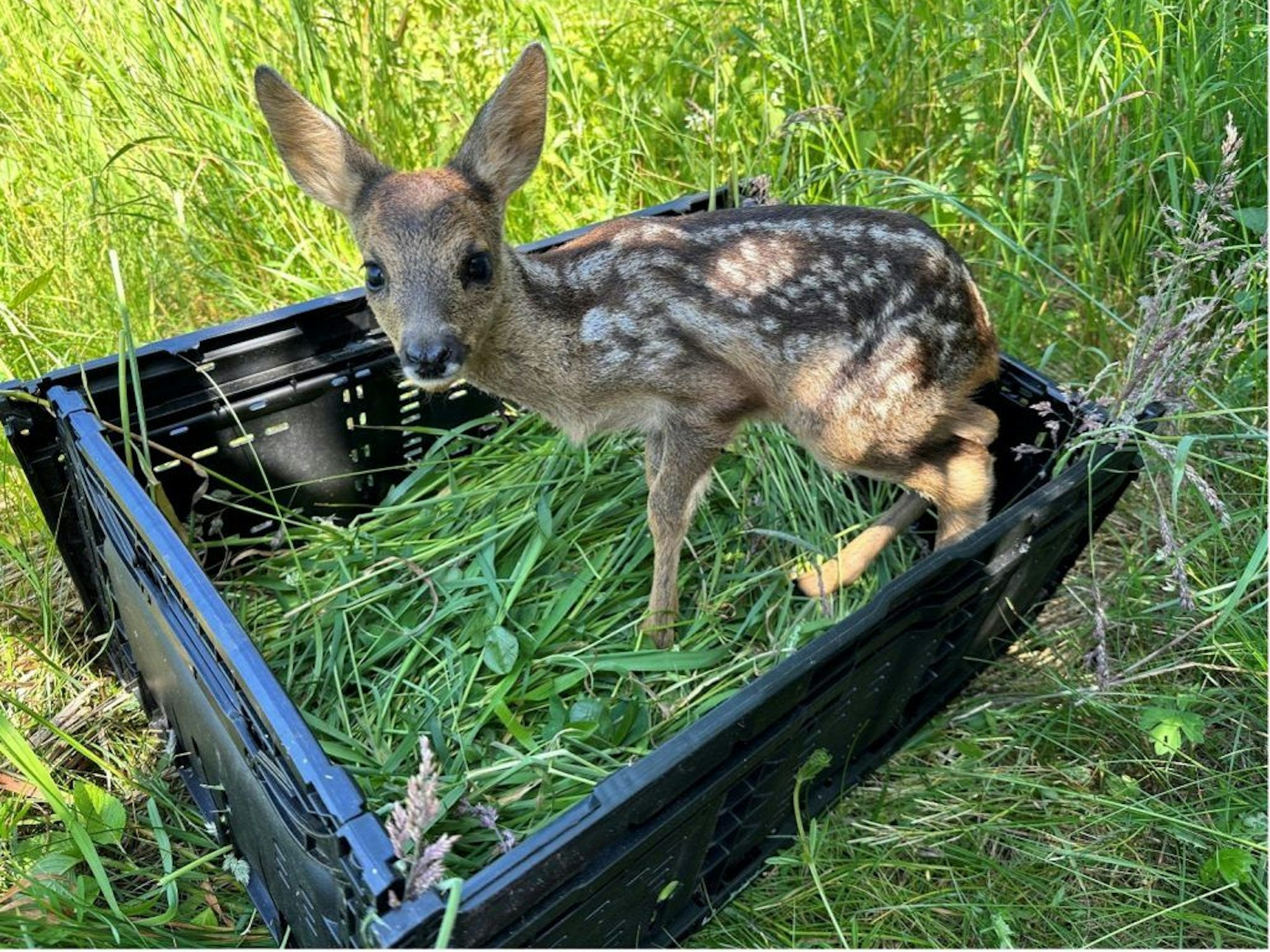 Ein Rehkitz steht in einer Kiste voller Gras.