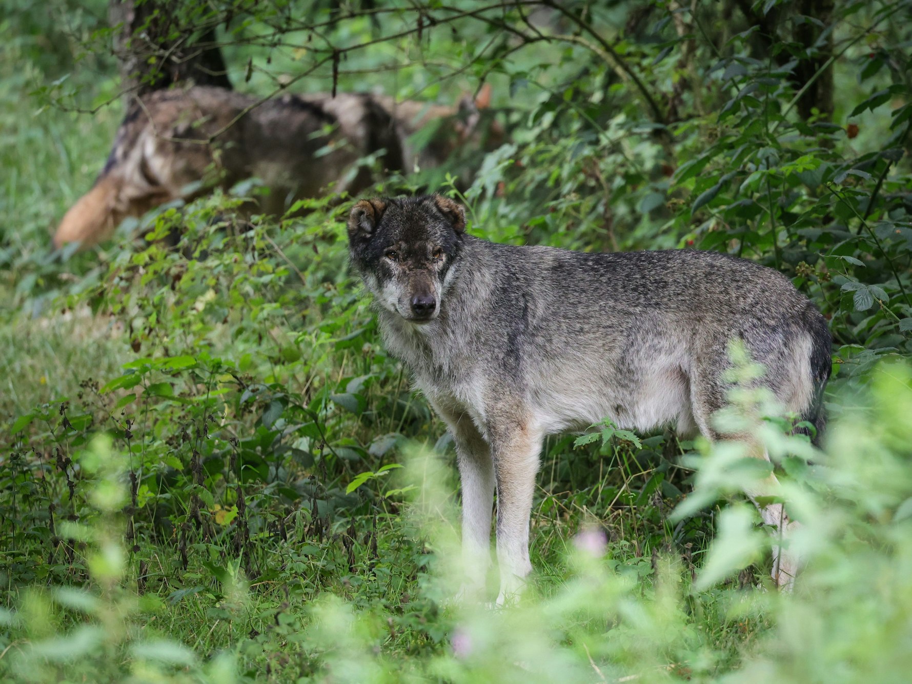 Zwei ausgewachsene Wölfe stehen in ihrem Gehege im Tierpark, hier in Eekholt. (Schleswig-Holstein.