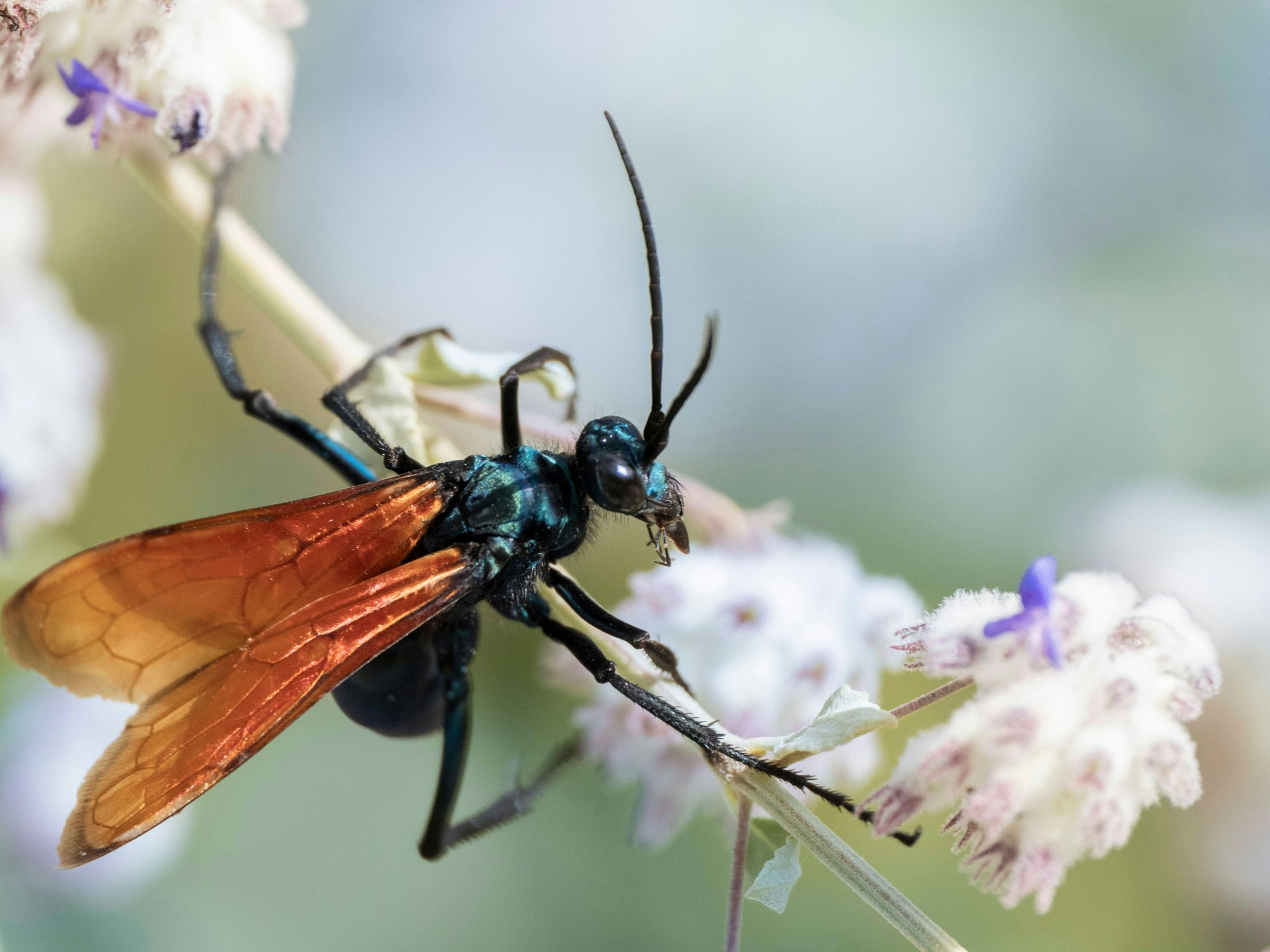 Der Tarantulafalke an einer Blüte.