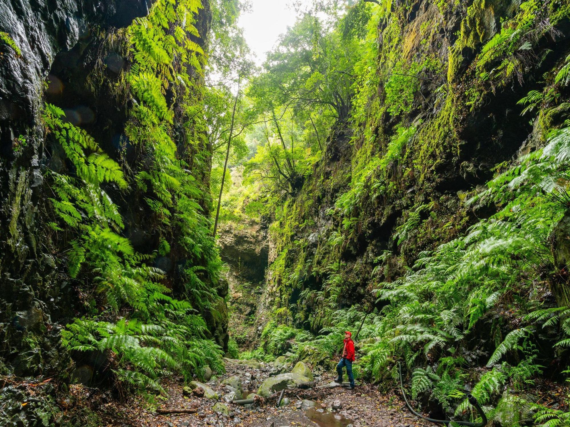 Auf dem Foto sieht man einen Wanderer im Wald Los Tilos.