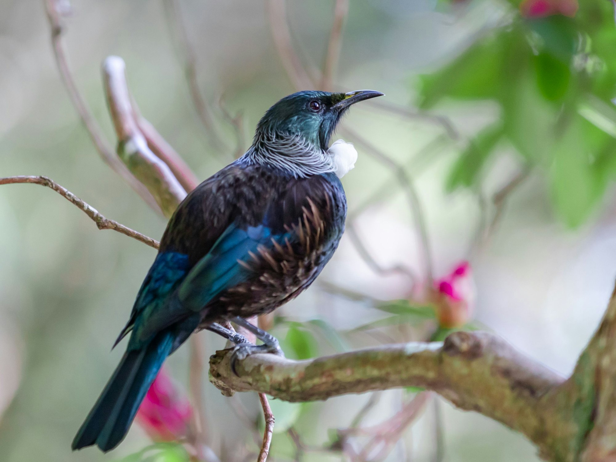 Ein Tui in Neuseeland