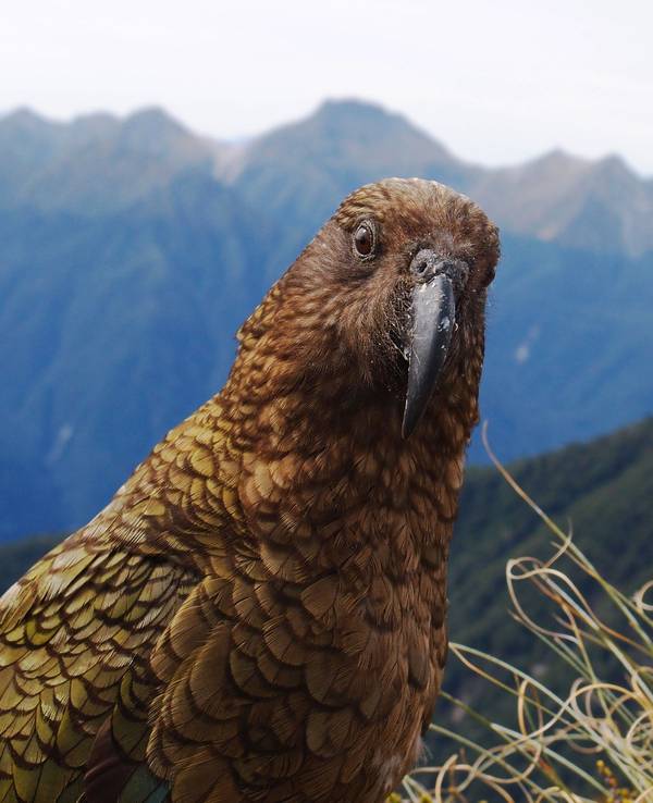 Ein Kea in Neuseeland