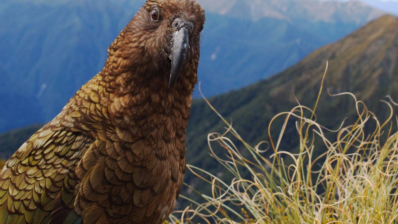 Ein Kea in Neuseeland