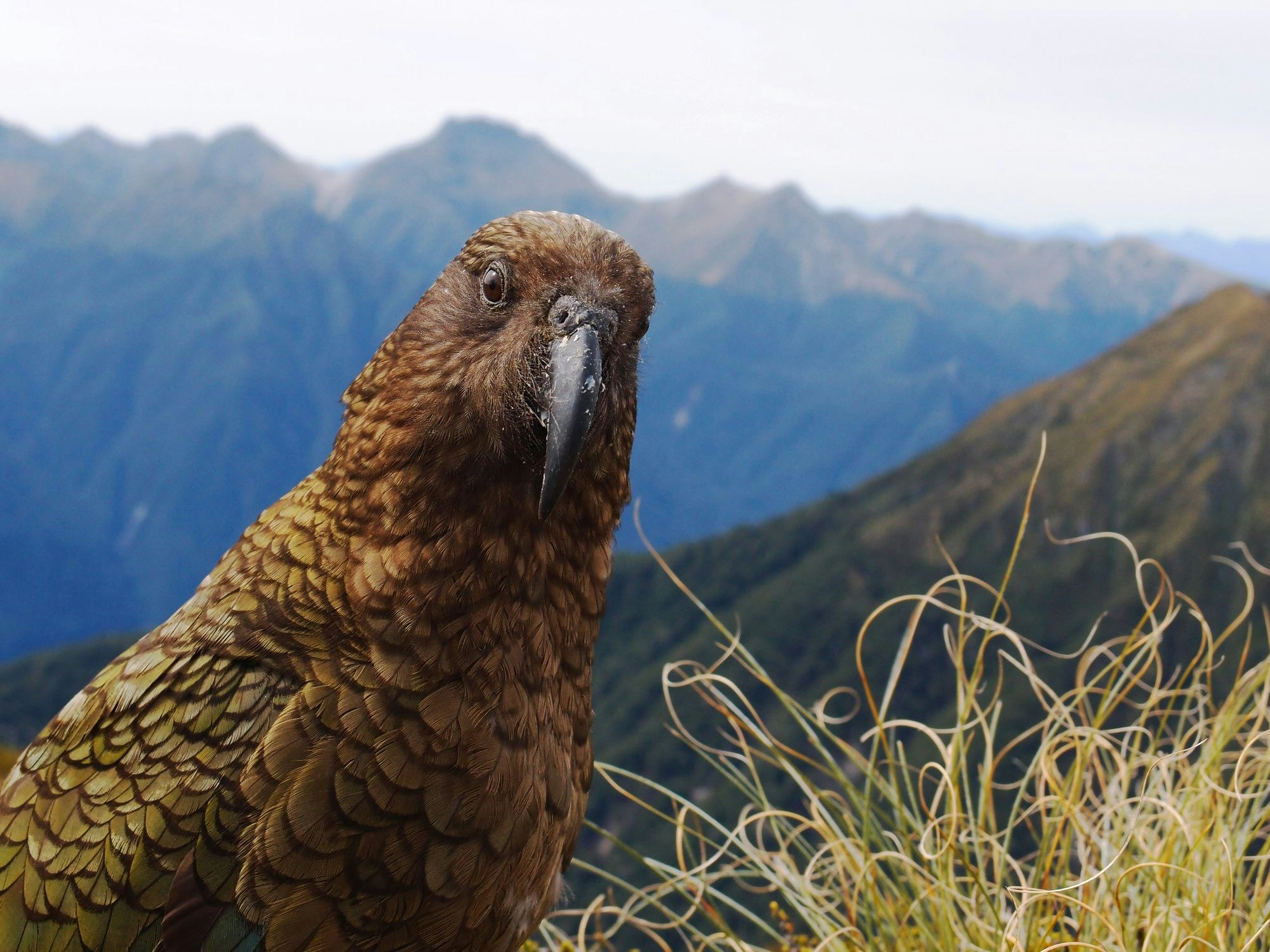 Ein Kea in Neuseeland