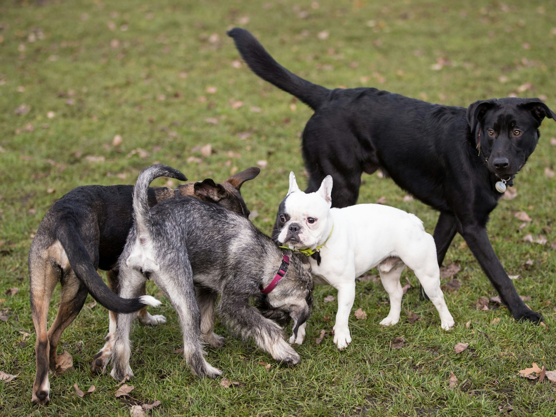 Hunde toben am 22. November 2016 auf einer Hundewiese in Hamburg. (Symbolfoto)