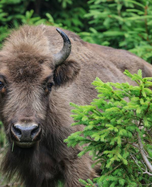 Ein Wisent steht in der Wisent-Wildnis im Sauerland am Waldrand.