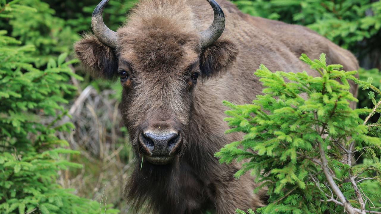 Ein Wisent steht in der Wisent-Wildnis im Sauerland am Waldrand.
