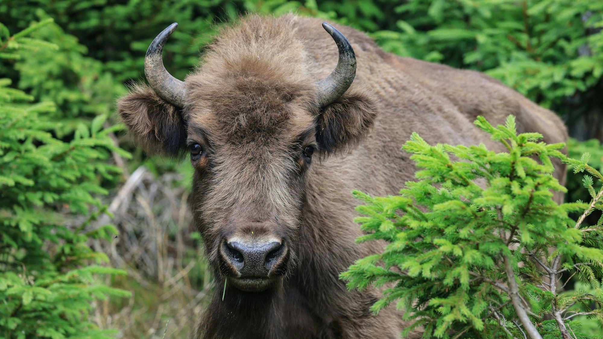 Ein Wisent steht in der Wisent-Wildnis im Sauerland am Waldrand.