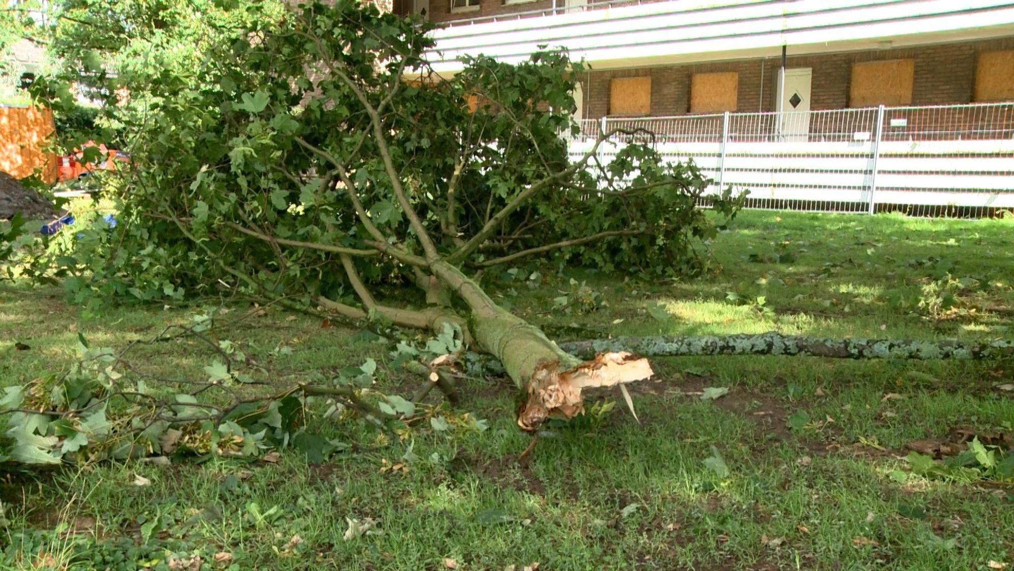 Ein großer, abgebrochener Ast liegt in Moers nach einem Unwetter am 2. August 2023 auf dem Boden.