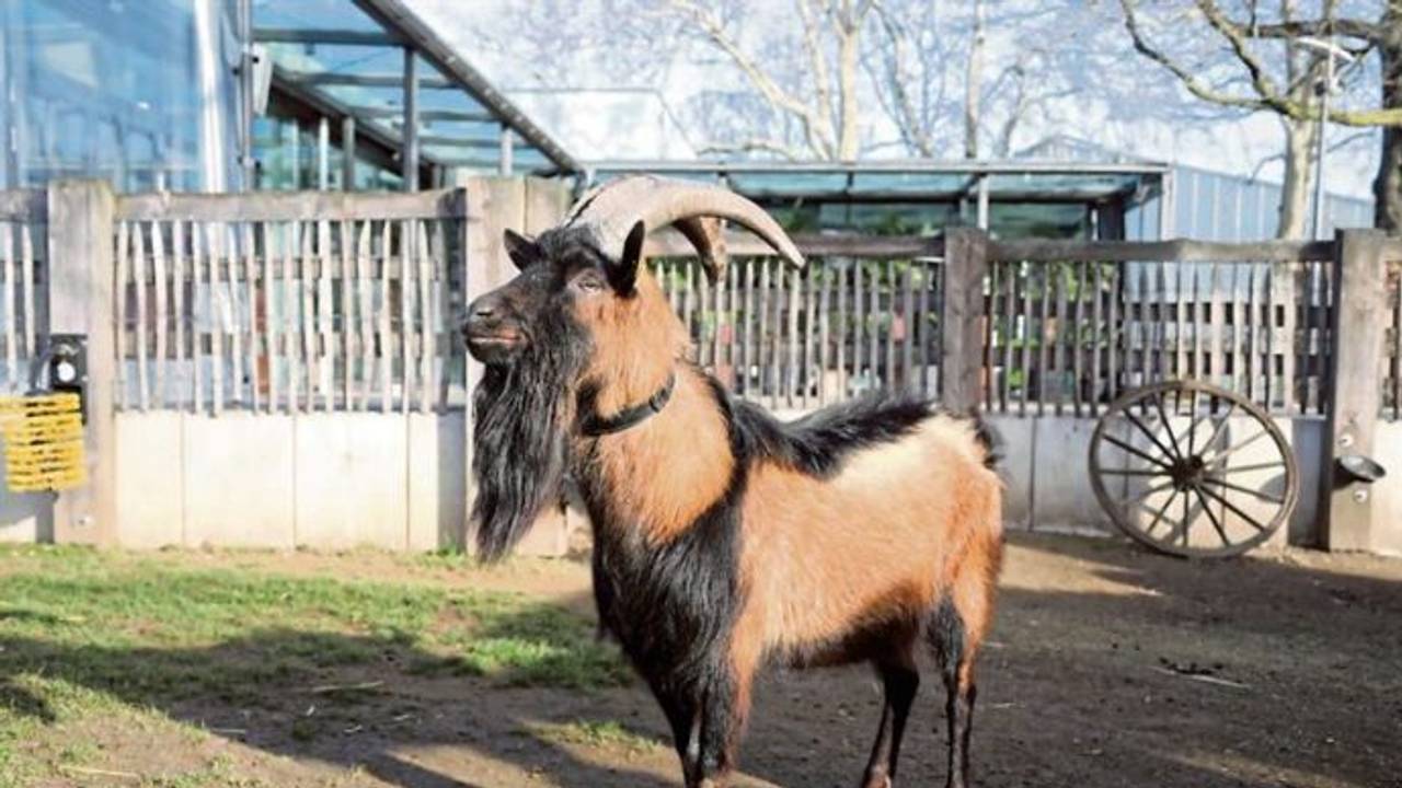 Geißbock Hennes in seinem Gehege in der Nähe des Eingangs vom Kölner Zoo.