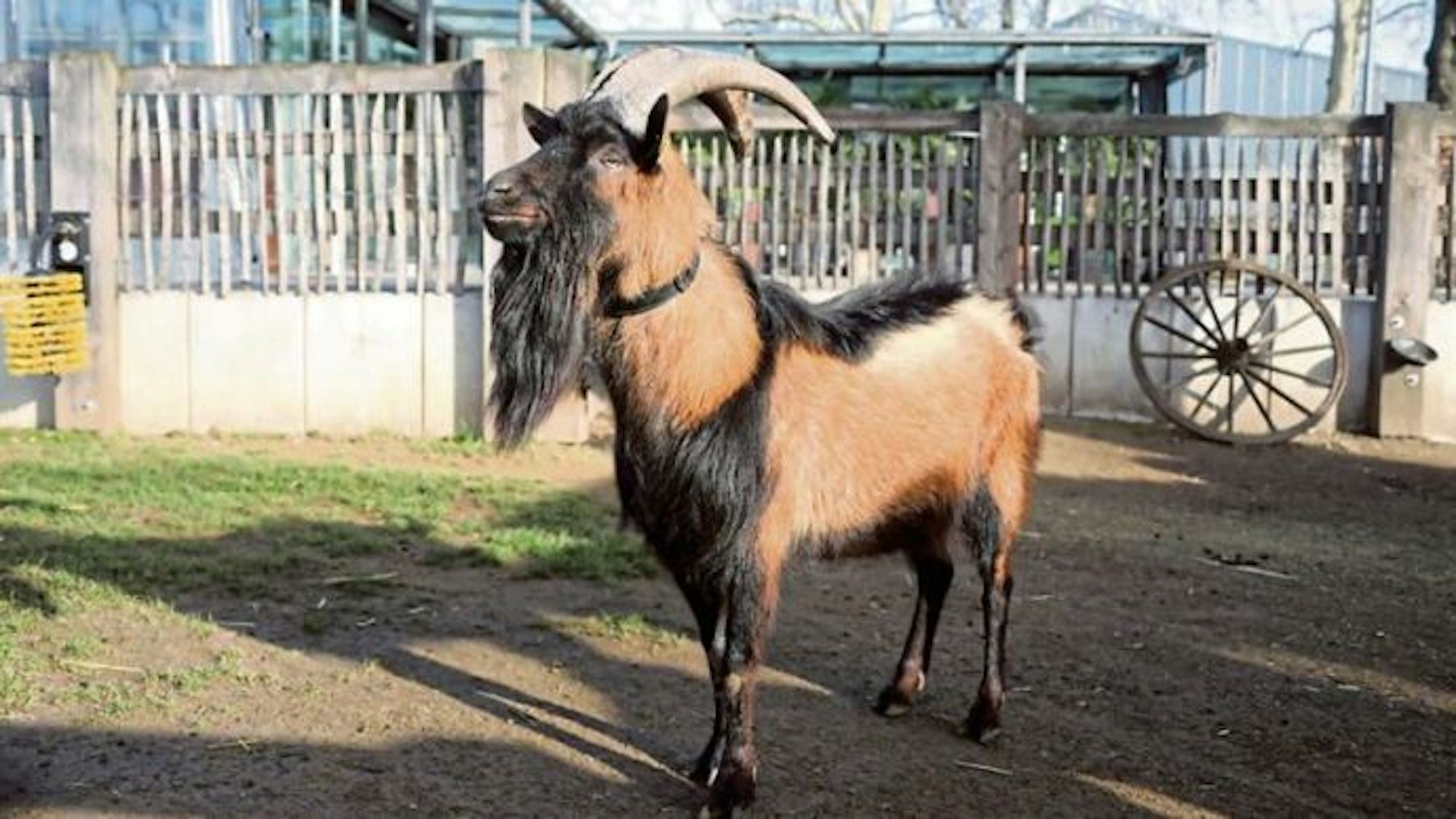 Geißbock Hennes in seinem Gehege in der Nähe des Eingangs vom Kölner Zoo.