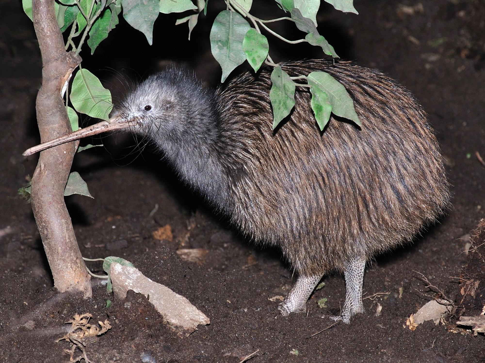 Ein Kiwi in Neuseeland.