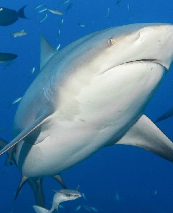 Ein Bullenhai schwimmt zwischen anderen Fischen.