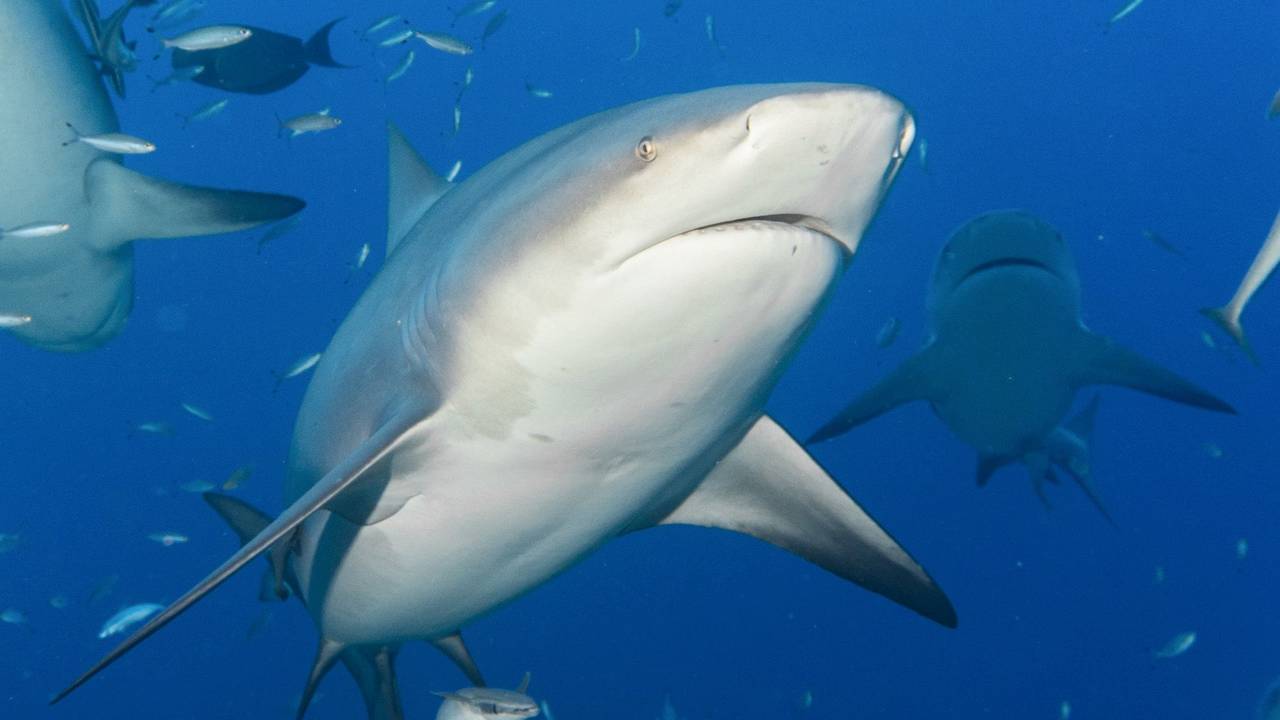 Ein Bullenhai schwimmt zwischen anderen Fischen.