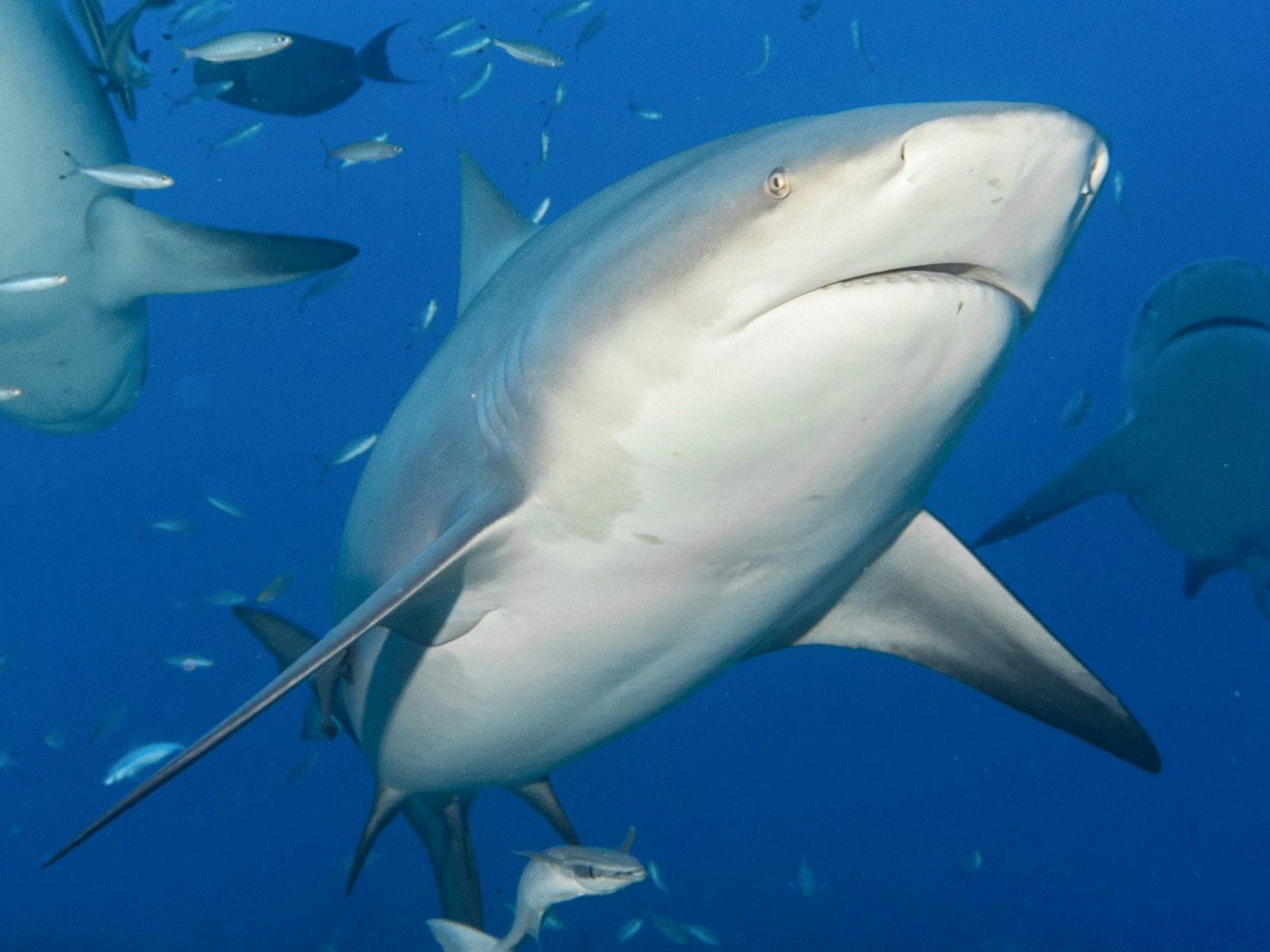 Ein Bullenhai schwimmt zwischen anderen Fischen, hier in der Nähe der Fidschi-Inseln im August 2017.