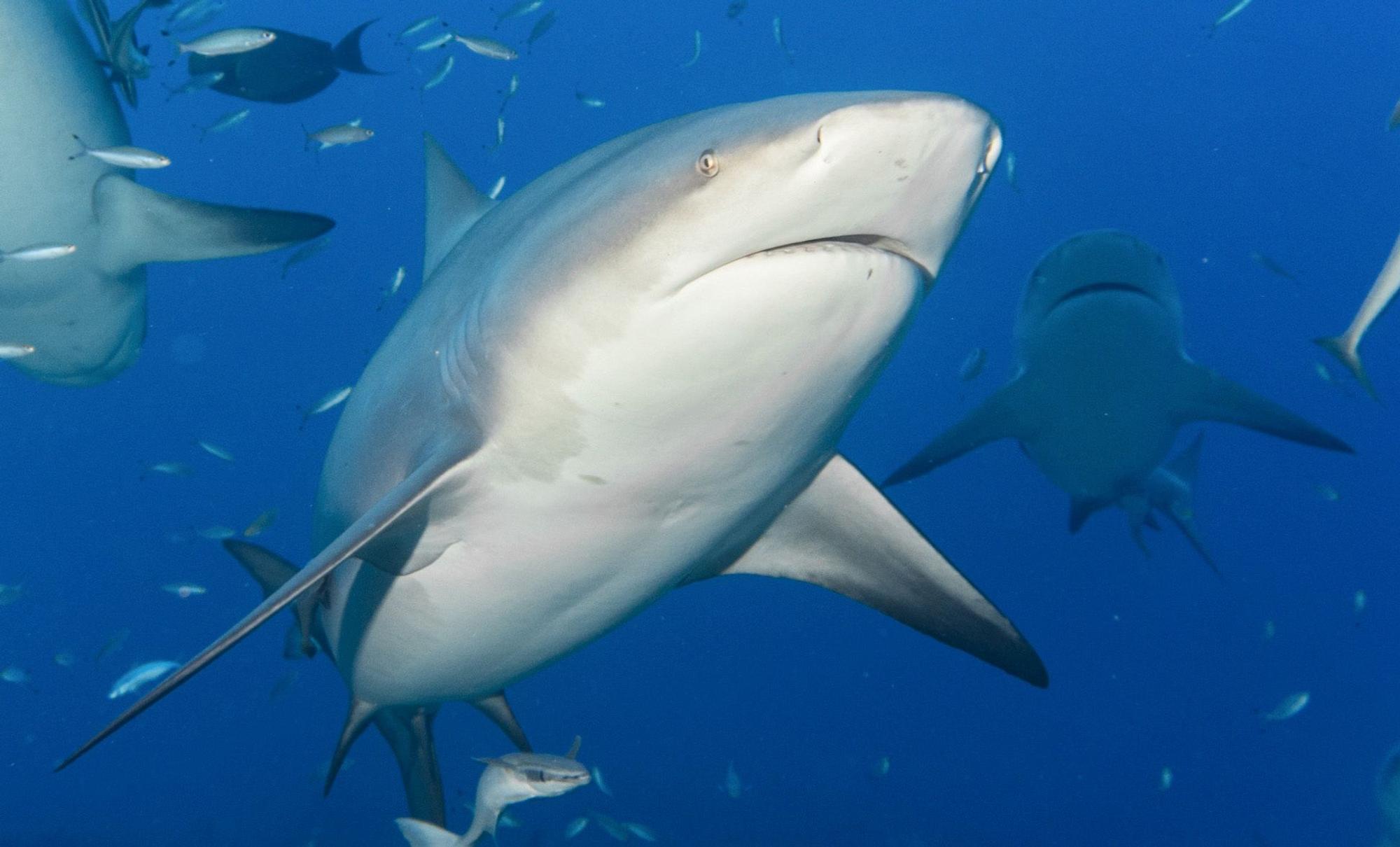 Ein Bullenhai schwimmt zwischen anderen Fischen.