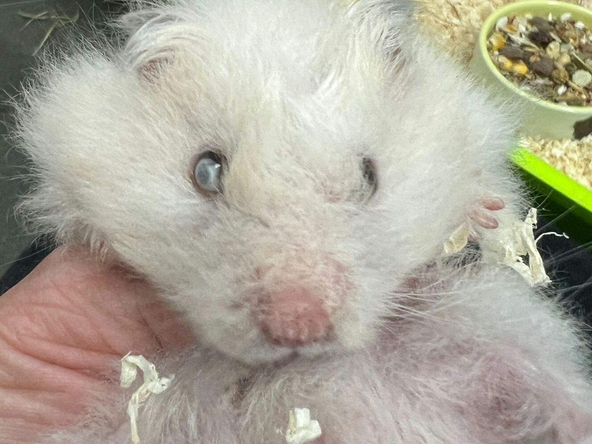 Eine Hand hält Hamster Harald.