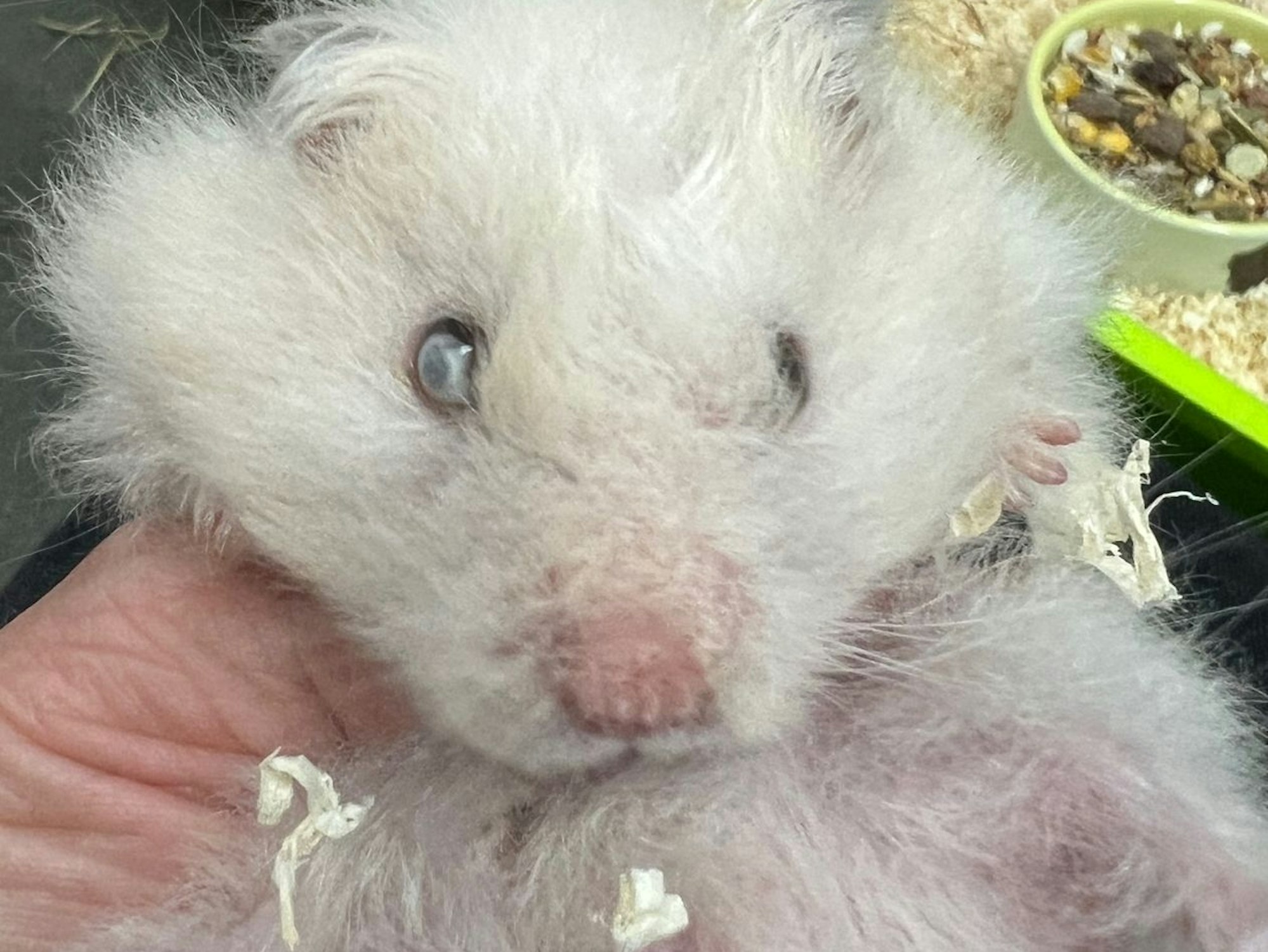 Der vermutlich blinde kleine Teddyhamster „Harald“ liegt in der Hand einer Tierheim-Mitarbeiterin.