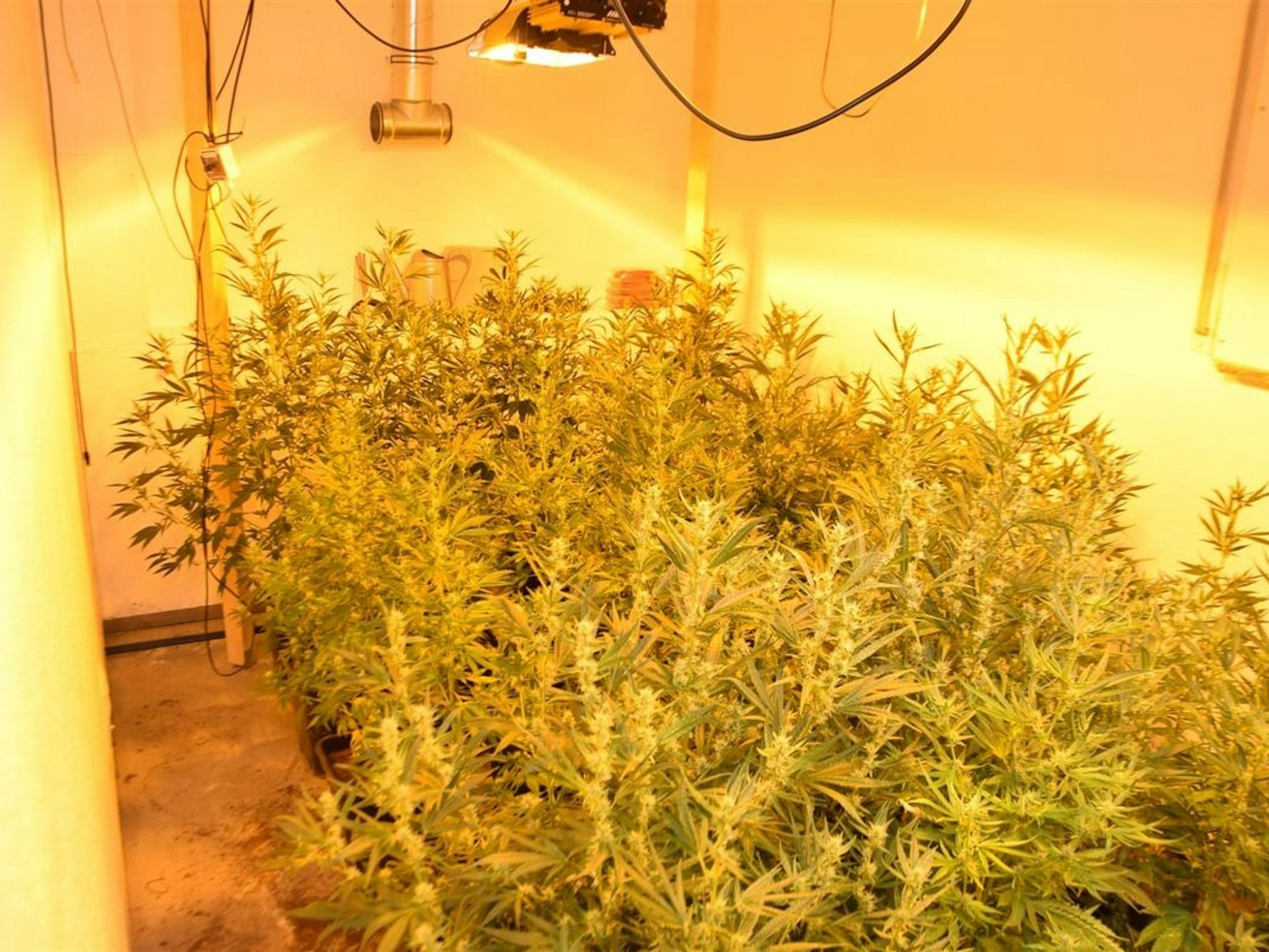 Mehrere Cannabispflanzen stehen in einem Raum.