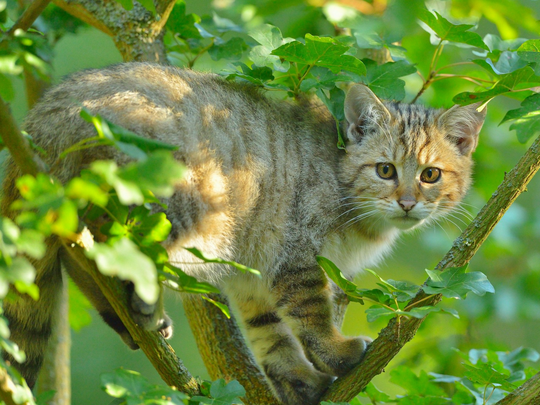 Eine junge Wildkatze auf einem undatierten Foto