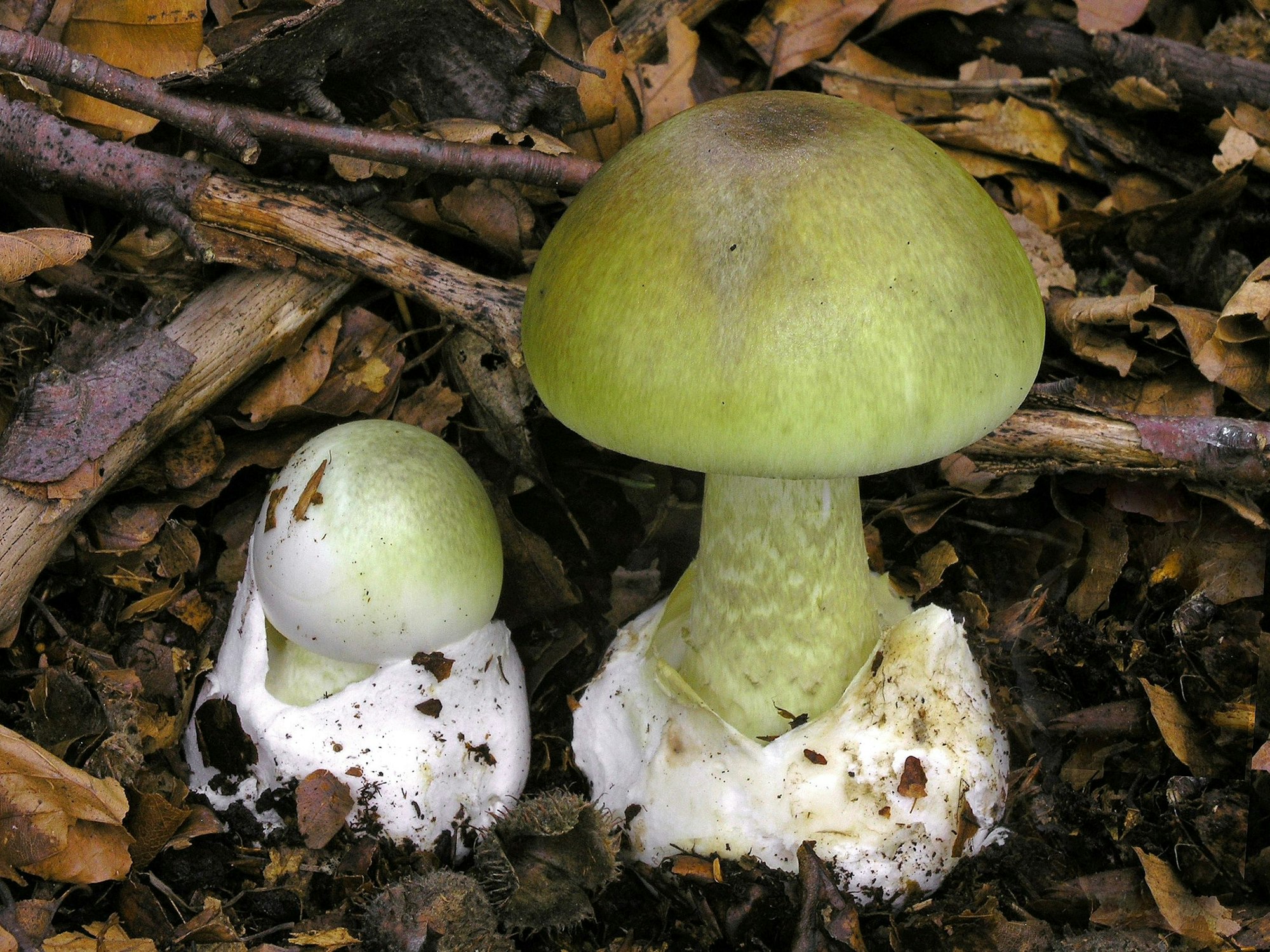 Grüne Knollenblätterpilze (Amanita phalloides) stehen auf einem Waldboden, hier im Januar 2018.