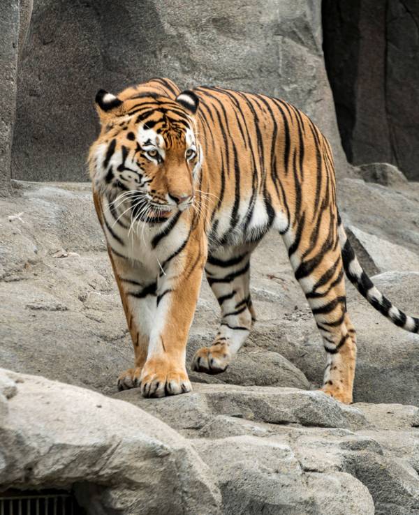 Tiger Sergan ist in seinem Gehege im Kölner Zoo zu sehen.