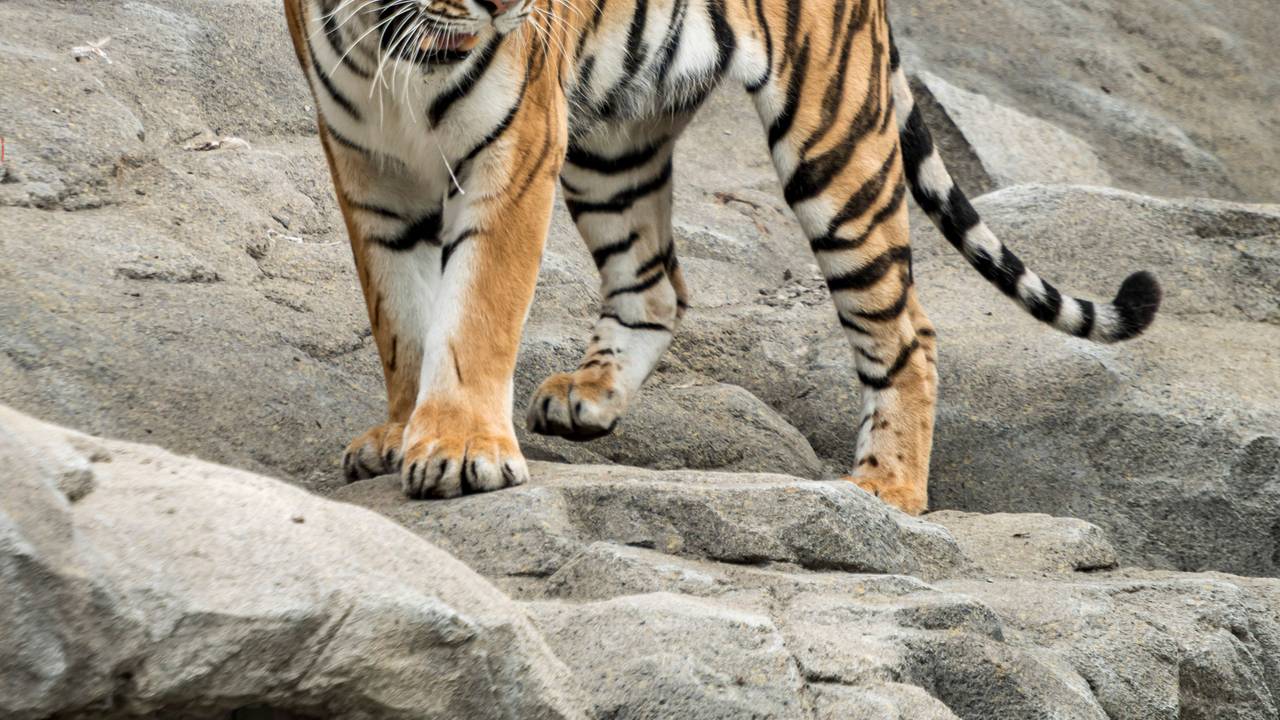Tiger Sergan ist in seinem Gehege im Kölner Zoo zu sehen.