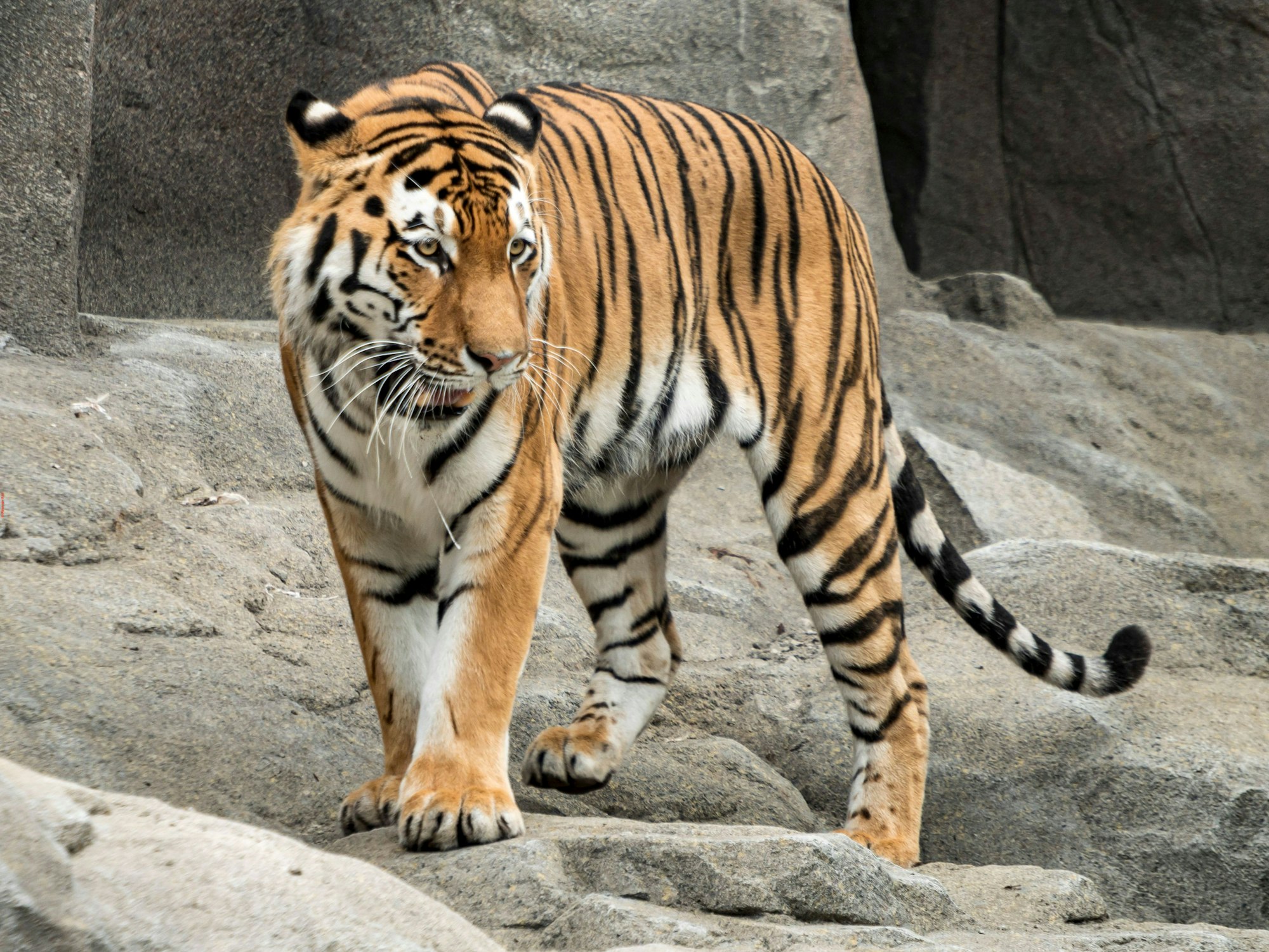 Tiger Sergan ist in seinem Gehege im Kölner Zoo zu sehen.