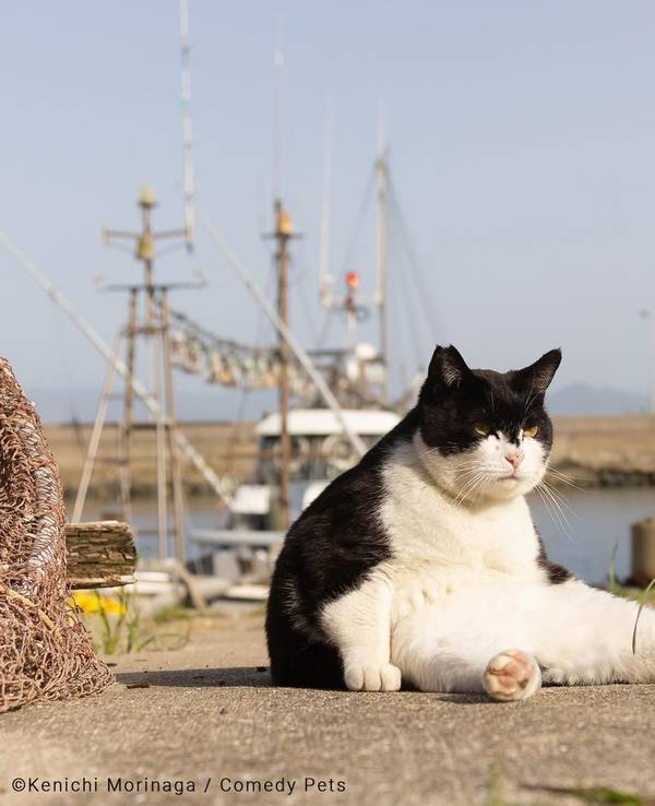 The Comedy Pet Photography Awards, Foto von Kenichi Morinaga