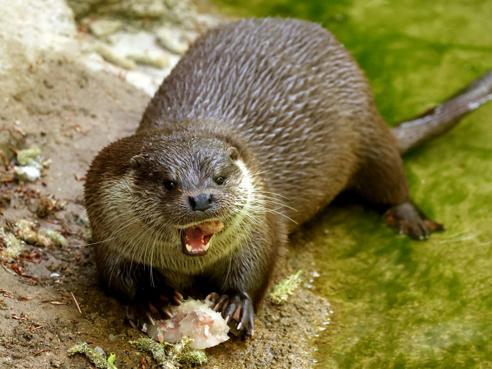 Ein Eurasischer Fischotter am Wasser-Ufer, hier im Mai 2023 im Rostocker Zoo.