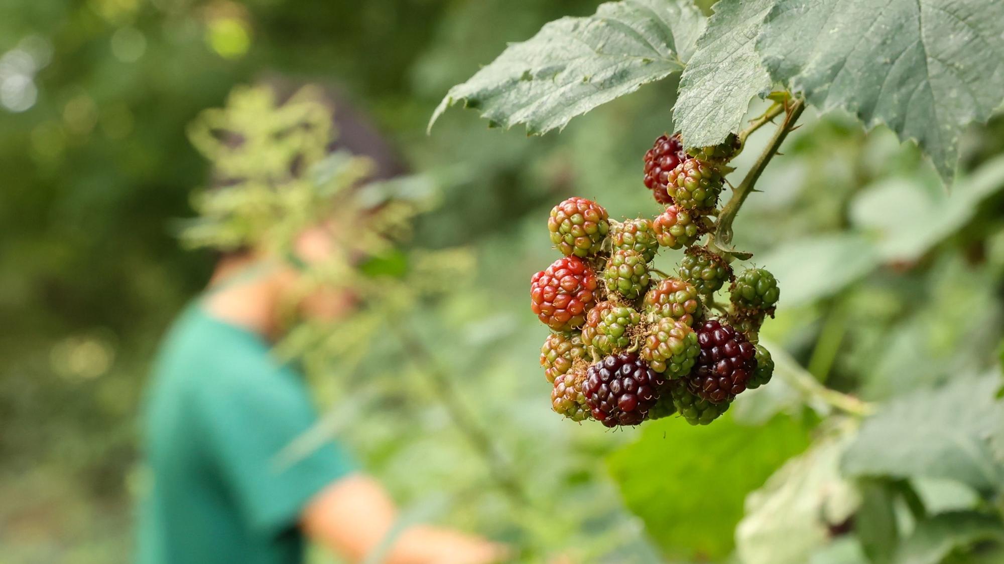 Teilweise noch grüne und unreife Brombeeren hängen an einem Busch in Köln.