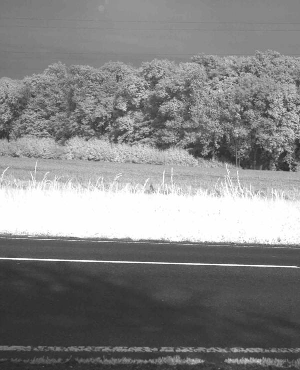 Ein Motorradfahrer fährt nur auf dem Hinterreifen.